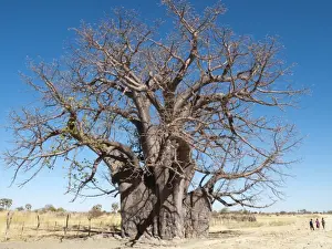 Baobabs Prints: Picture No. 10761172