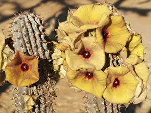 Succulent Prints: Picture No. 10761333