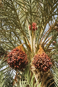 Morocco Collection: Picture No. 10761384