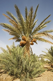 Morocco Collection: Picture No. 10761385