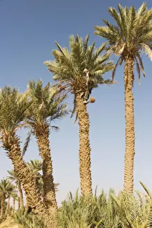 Morocco Prints: Picture No. 10761389