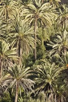 Morocco Prints: Picture No. 10761450