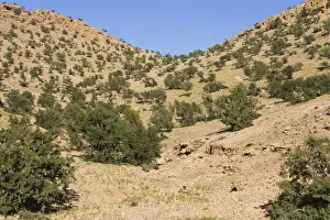 Morocco Prints: Picture No. 10761542