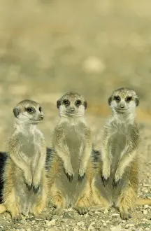 Suricates Prints: Picture No. 10761558