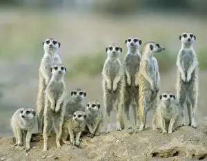 Lookout Prints: Picture No. 10761566