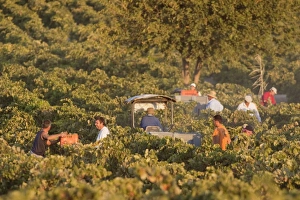 Vinifera Collection: Picture No. 10761674