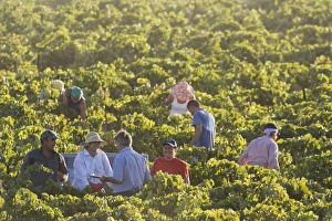 Vinifera Collection: Picture No. 10761675