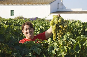 Vinifera Collection: Picture No. 10761676