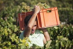 Vinifera Collection: Picture No. 10761678