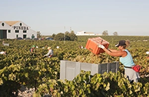 Vinifera Collection: Picture No. 10761679