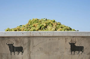 Vinifera Collection: Picture No. 10761683