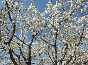 Prunus Prints: Picture No. 10761718