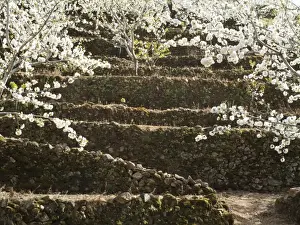 Prunus Prints: Picture No. 10761720