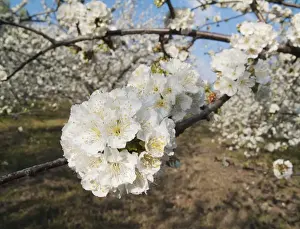 Prunus Prints: Picture No. 10761721