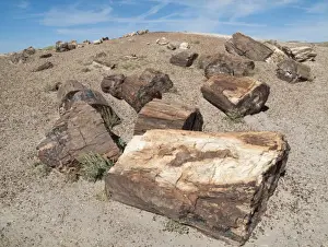 Logs Prints: Picture No. 10761728