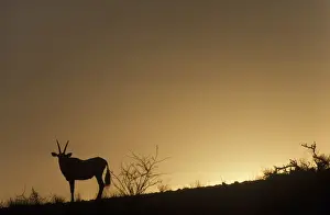 Oryx Prints: Picture No. 10761782