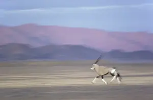 Oryx Prints: Picture No. 10761783