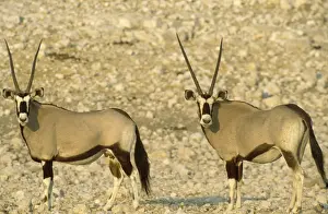 Oryx Prints: Picture No. 10761784