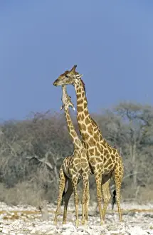 Larger Prints: Picture No. 10761789