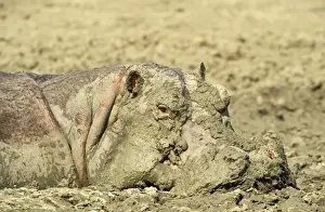 Hippos Prints: Picture No. 10761791