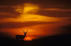 Aepyceros Prints: Picture No. 10761794