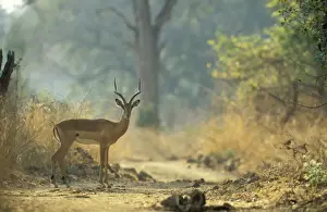 Aepyceros Prints: Picture No. 10761796