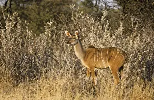 Kudus Prints: Picture No. 10761797