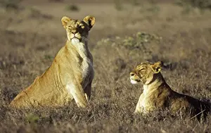 Lionesses Prints: Picture No. 10761799