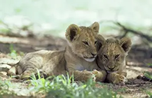 Panthera Prints: Picture No. 10761800