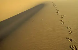 Oryx Prints: Picture No. 10761820