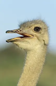 Camelus Prints: Picture No. 10761845