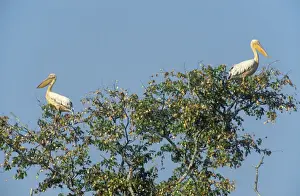 Pelicans Prints: Picture No. 10761846
