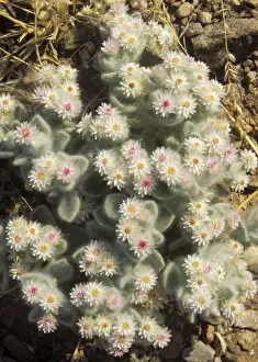 Succulent Prints: Picture No. 10761849
