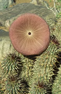 Succulent Prints: Picture No. 10761850