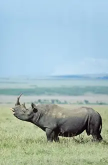 Rhinos Prints: Picture No. 10761864