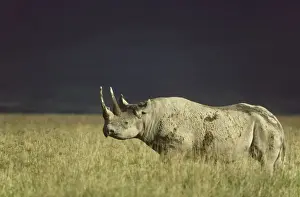 Rhinos Prints: Picture No. 10761865