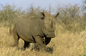 Rhinos Prints: Picture No. 10761866