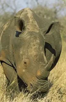 Rhinos Prints: Picture No. 10761867