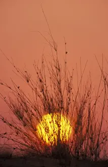 Grasses Prints: Picture No. 10761870