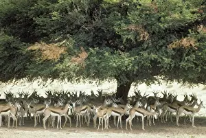 Camelthorn Prints: Picture No. 10761871