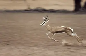 Gazelles Prints: Picture No. 10761872