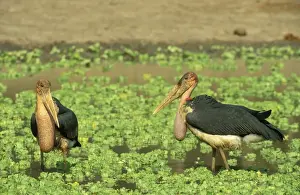 Storks Prints: Picture No. 10761874
