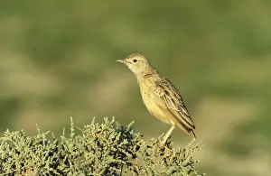 Larks Prints: Picture No. 10761876