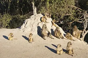 Baboons Prints: Picture No. 10761884