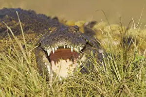 Crocodiles Prints: Picture No. 10761963