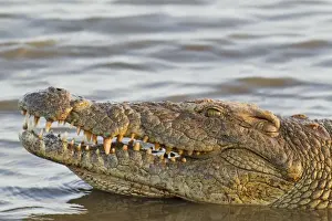 Crocodiles Prints: Picture No. 10761987