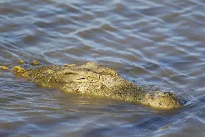 Crocodiles Prints: Picture No. 10761990