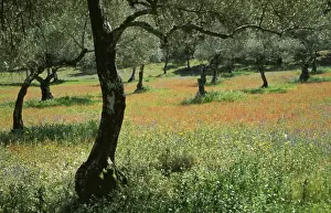 Grove Prints: Picture No. 10762000