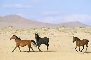 Trot Prints: Picture No. 10762002