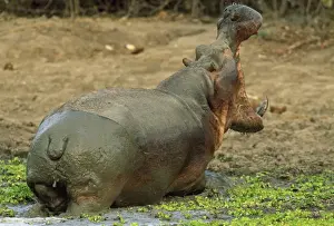 Hippos Prints: Picture No. 10762005